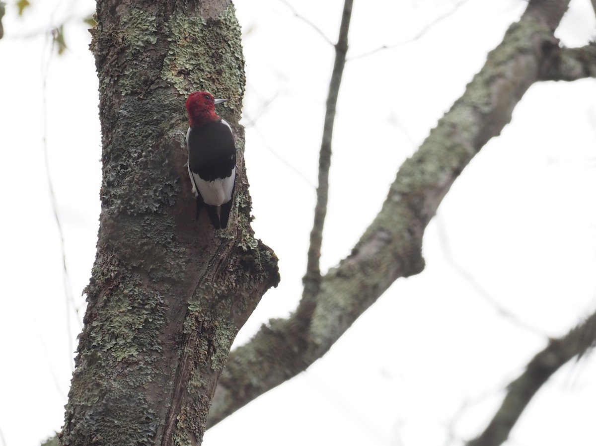 Red-headed Woodpecker - ML644606726