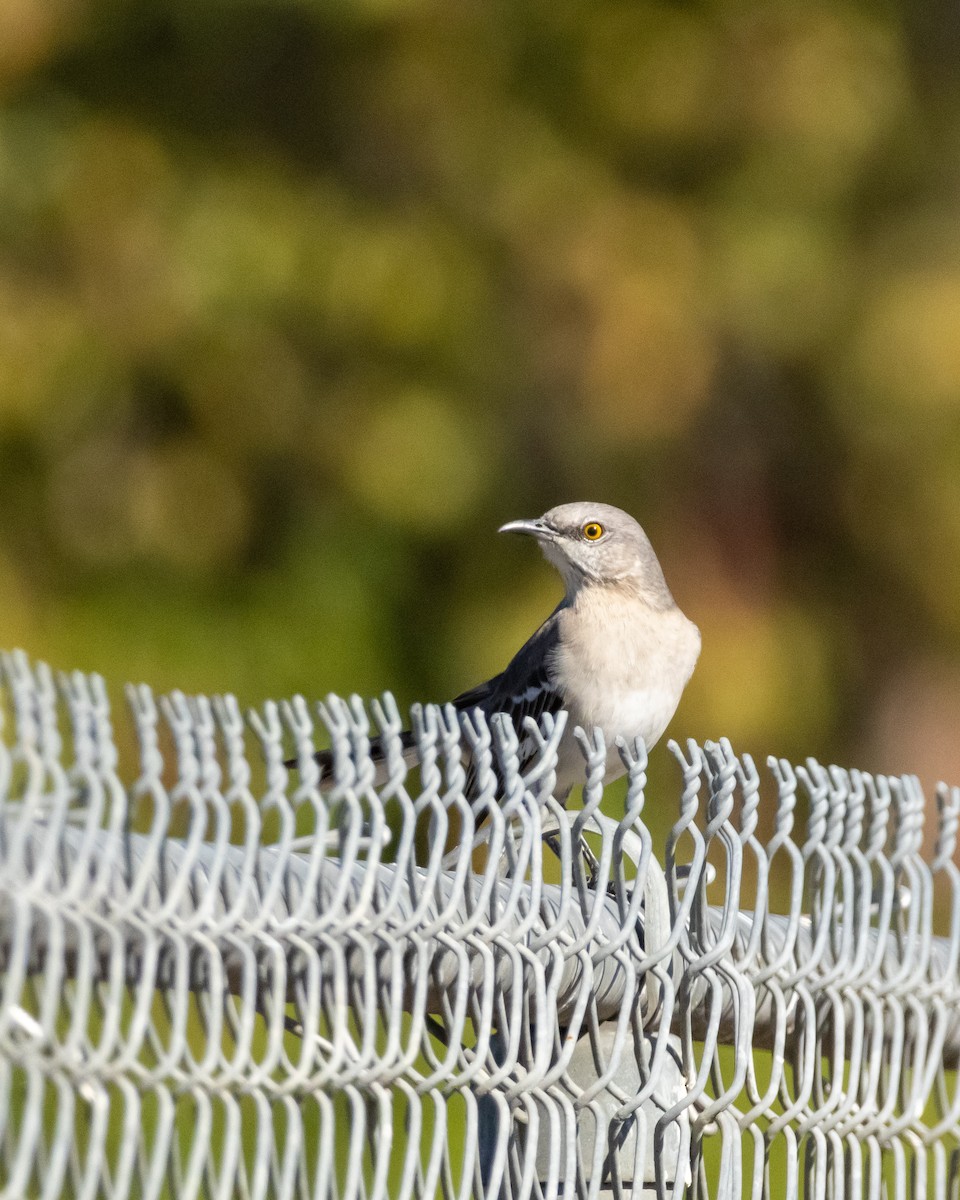 Northern Mockingbird - ML644606731