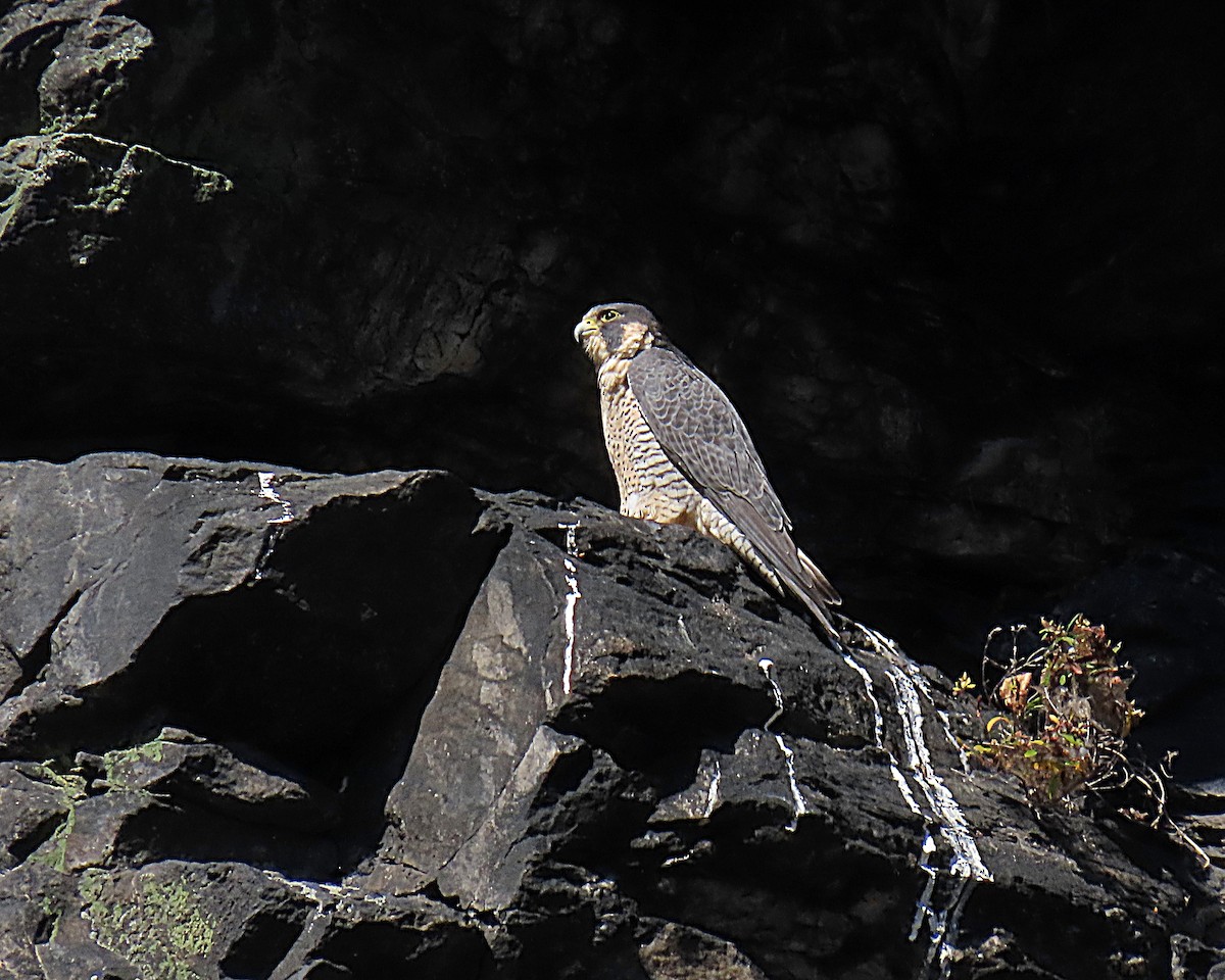 vandrefalk - ML644606749