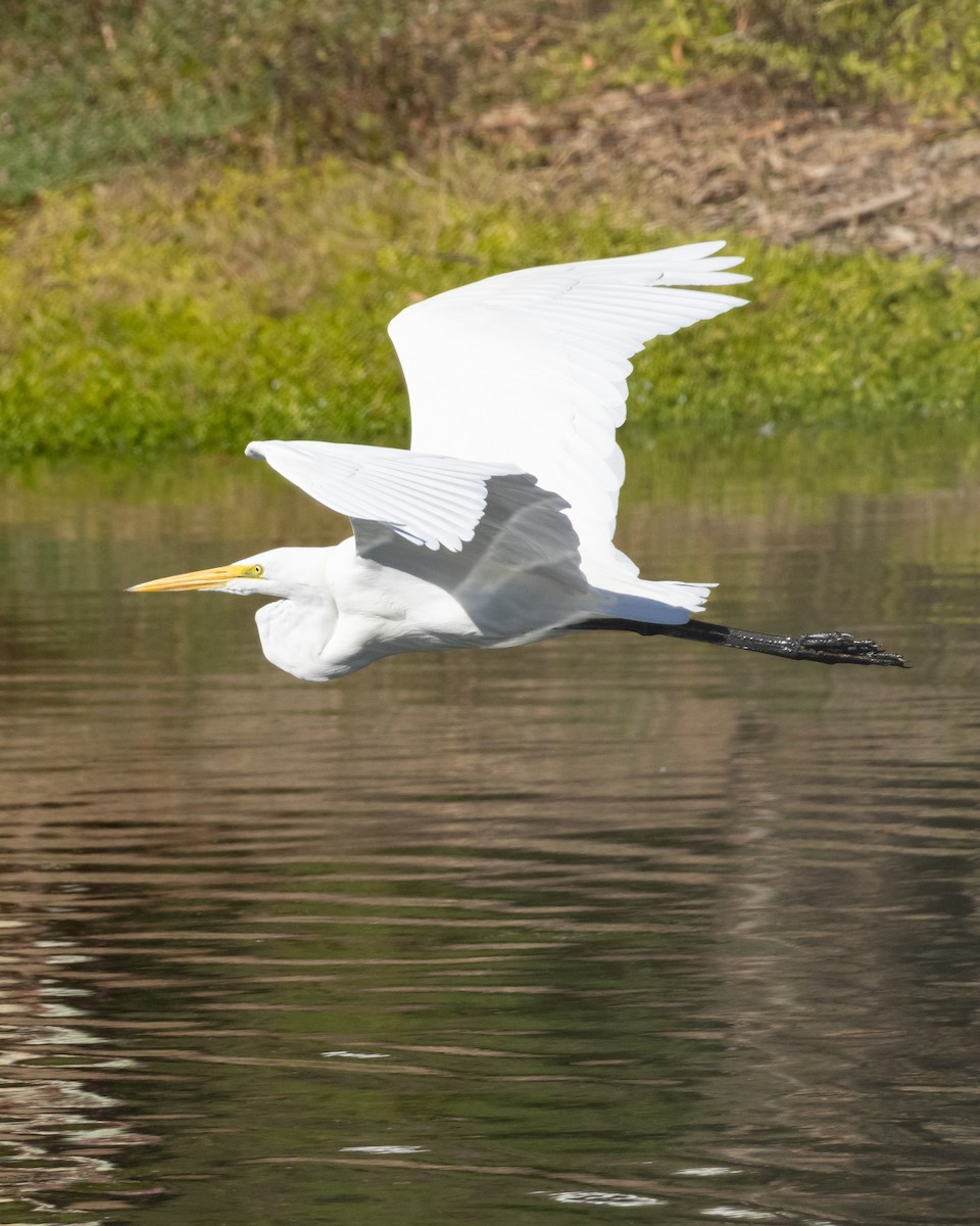 Great Egret - ML644606752