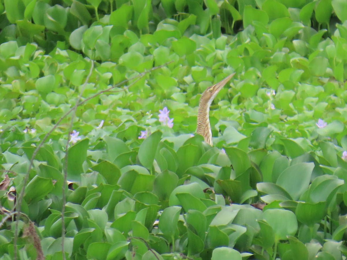Pinnated Bittern - ML644606770