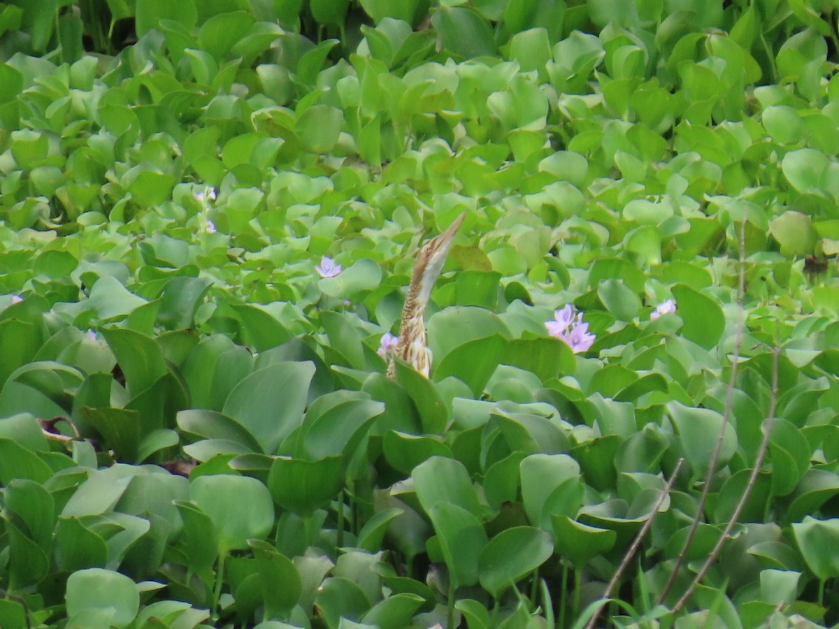 Pinnated Bittern - ML644606776