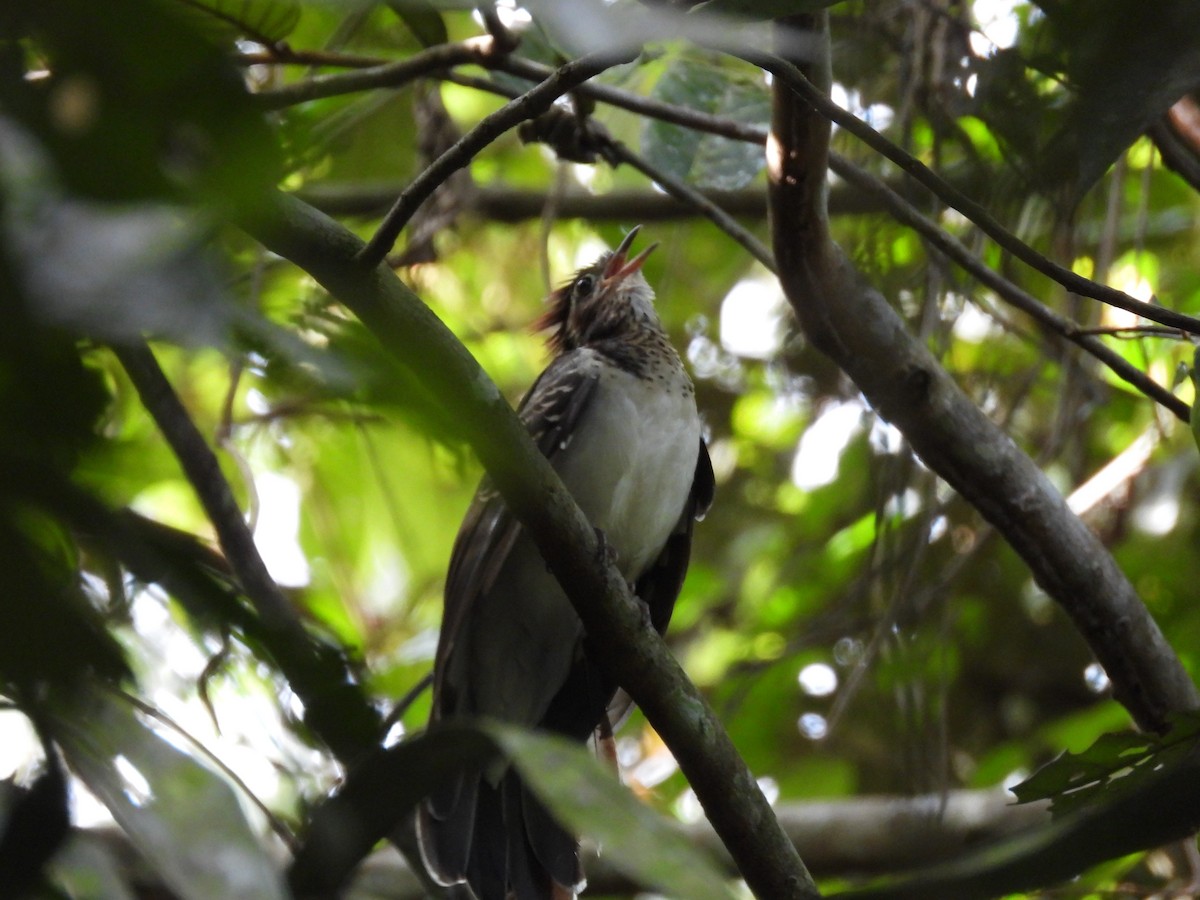 Pheasant Cuckoo - ML644606777