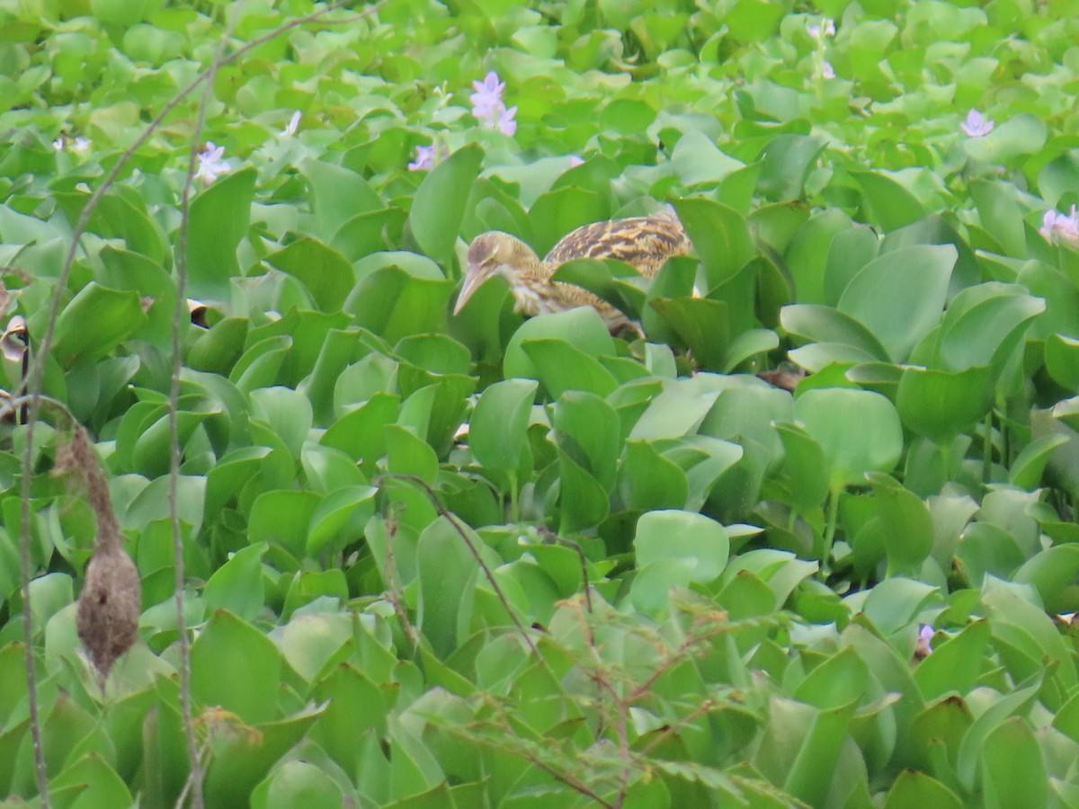 Pinnated Bittern - ML644606779