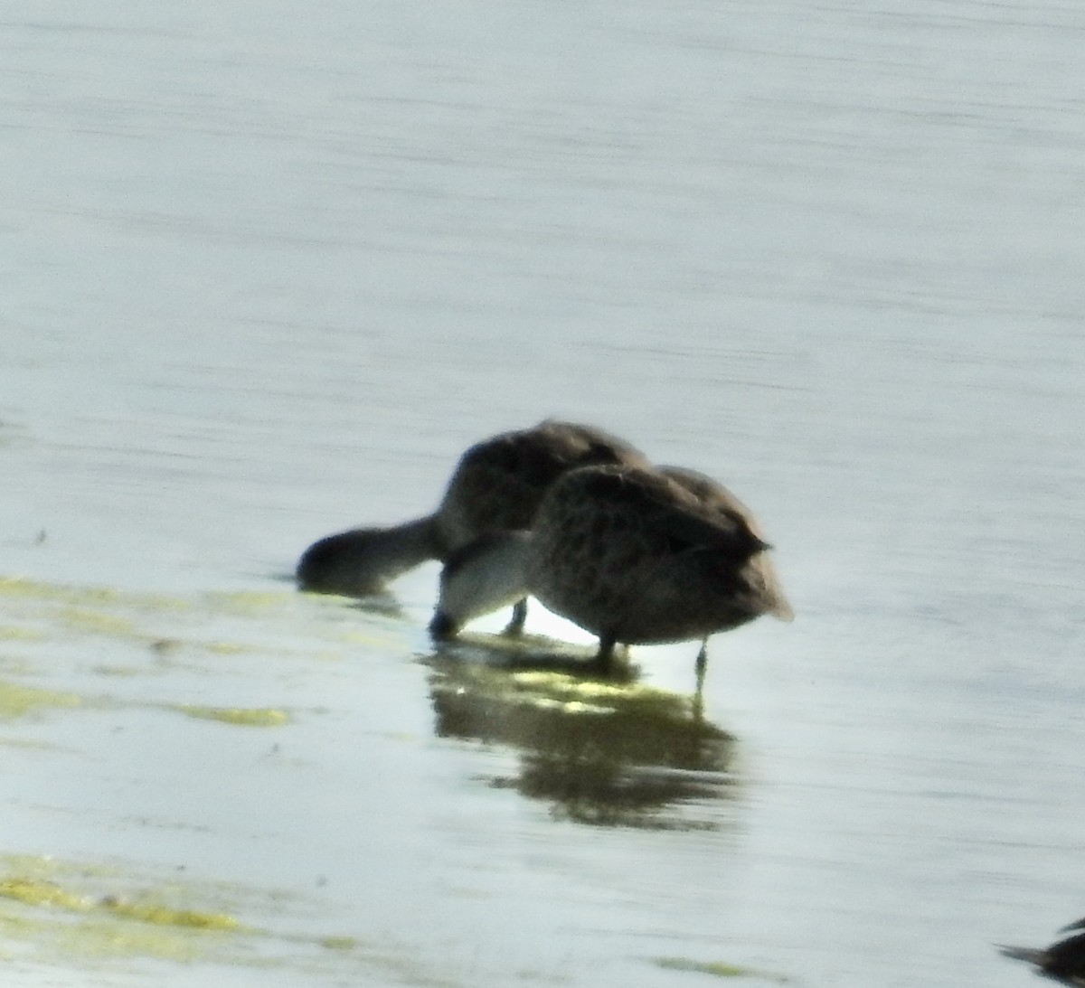 ハイイロコガモ - ML644606785