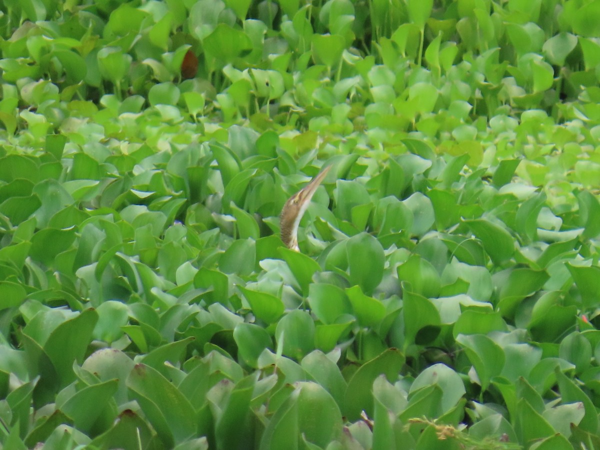 Pinnated Bittern - ML644606786