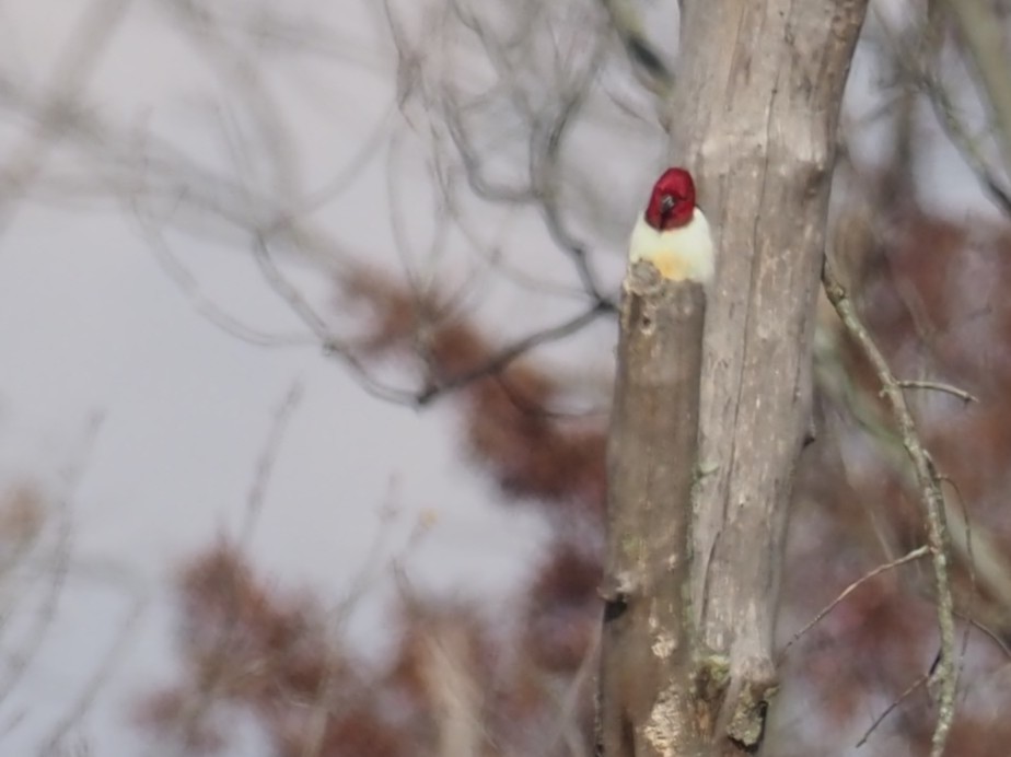 Red-headed Woodpecker - ML644606790