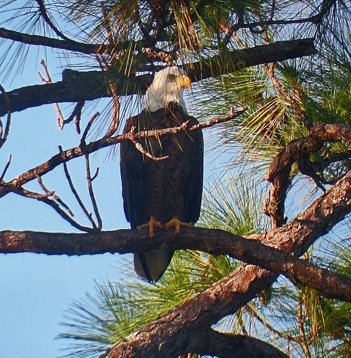 Bald Eagle - ML644606792