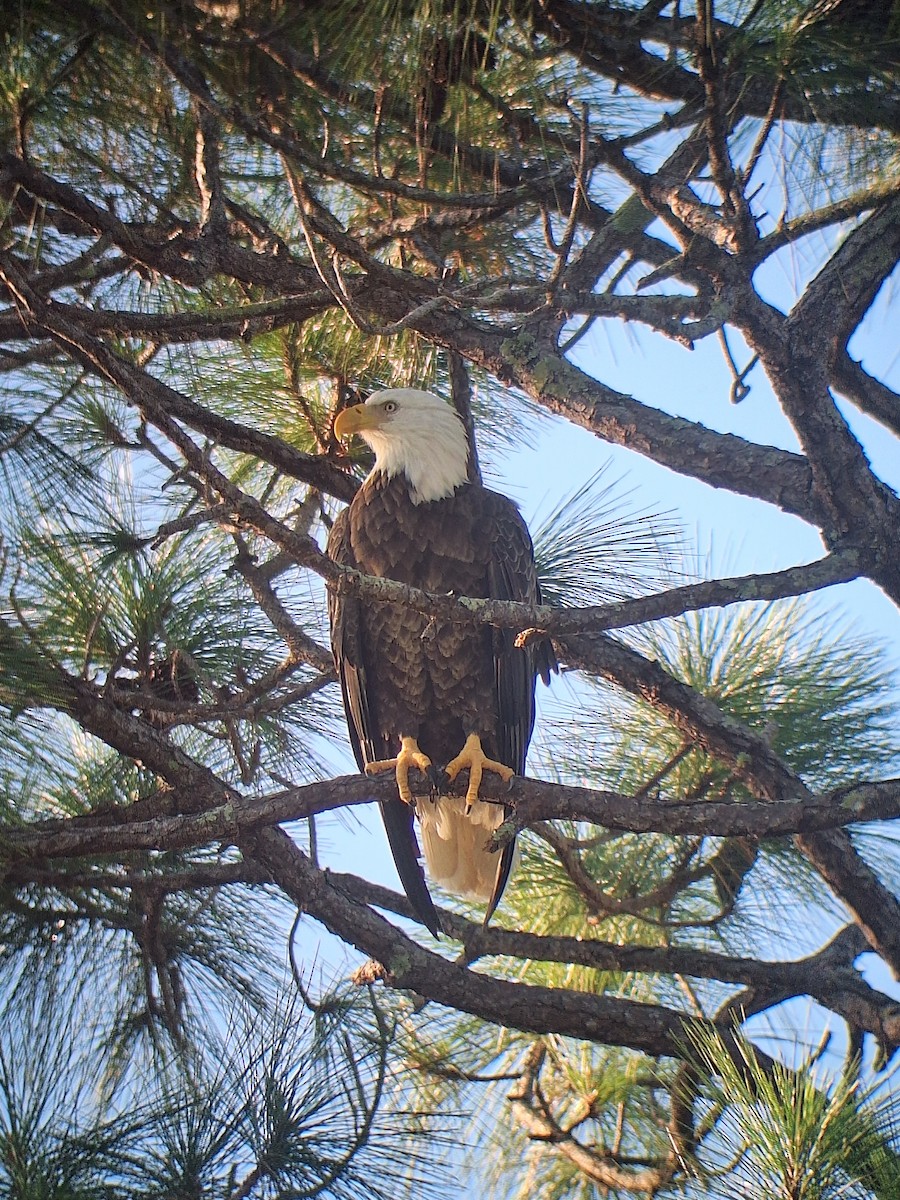 Bald Eagle - ML644606793