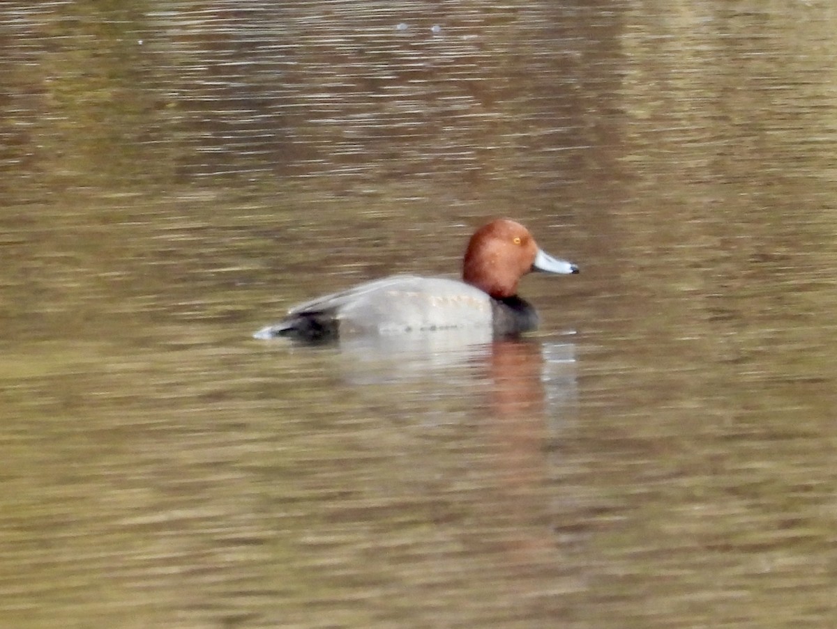 Redhead - ML644606811