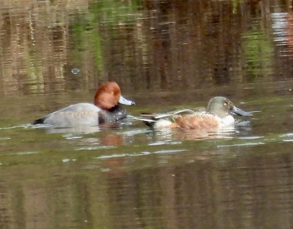 Redhead - ML644606812