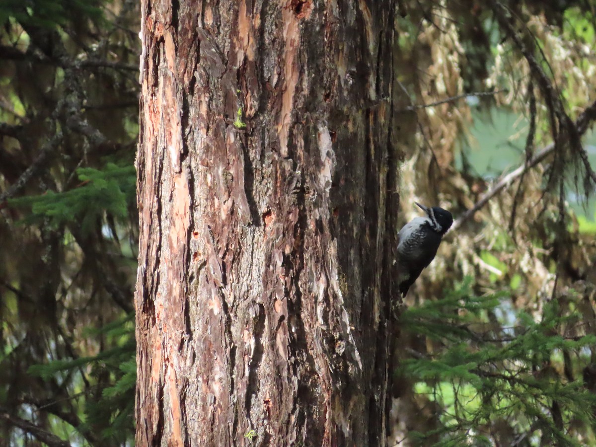 svartryggspett - ML644606822