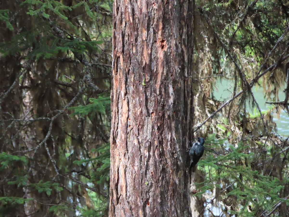 svartryggspett - ML644606823