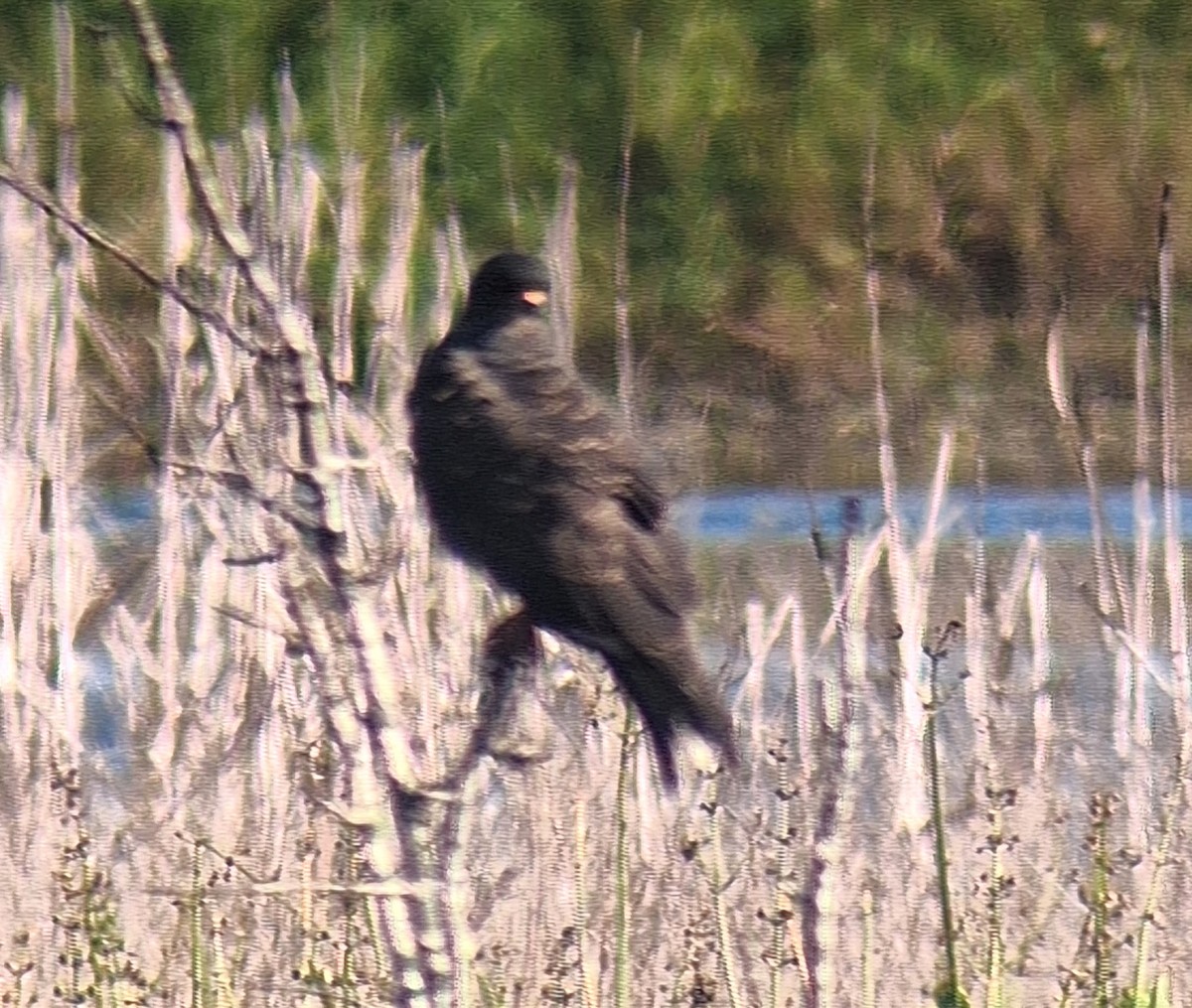 Snail Kite - ML644606827