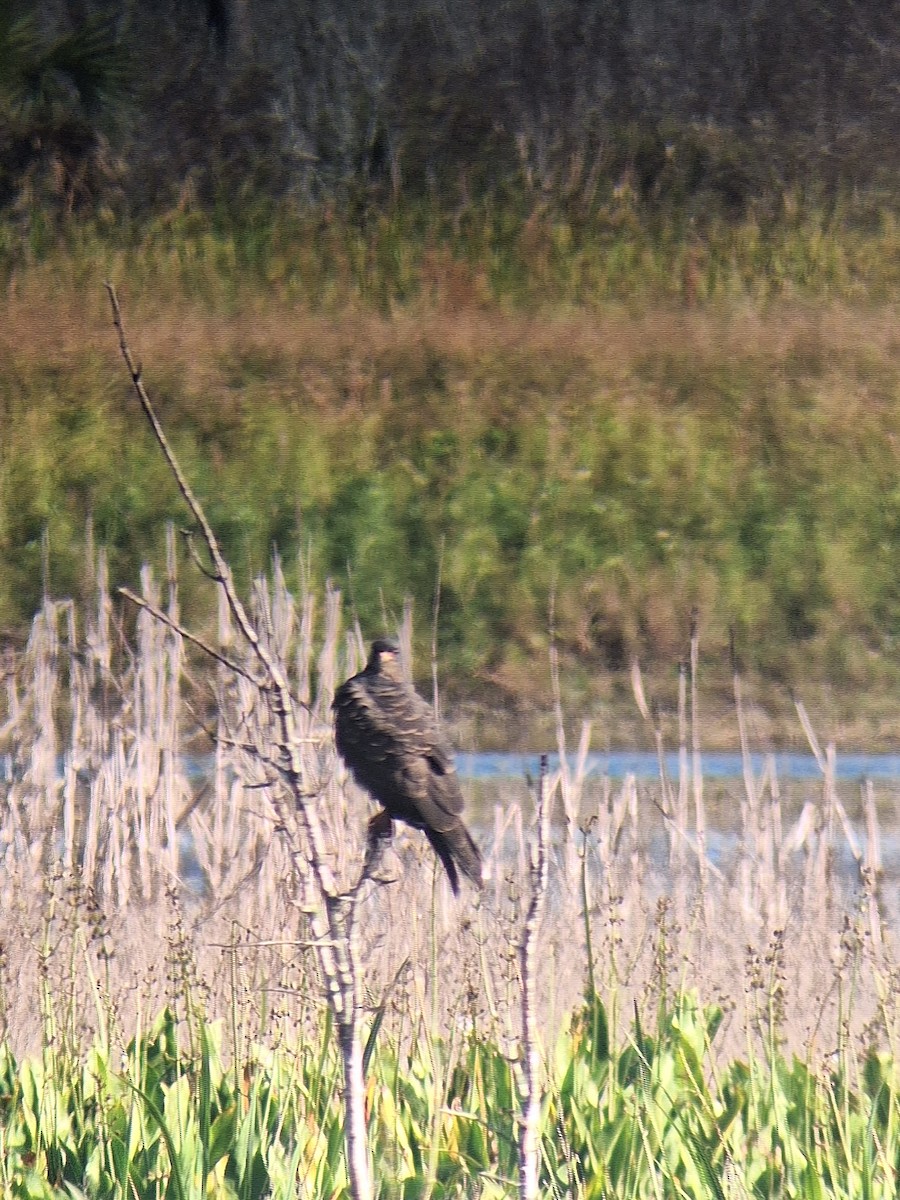 Snail Kite - ML644606828