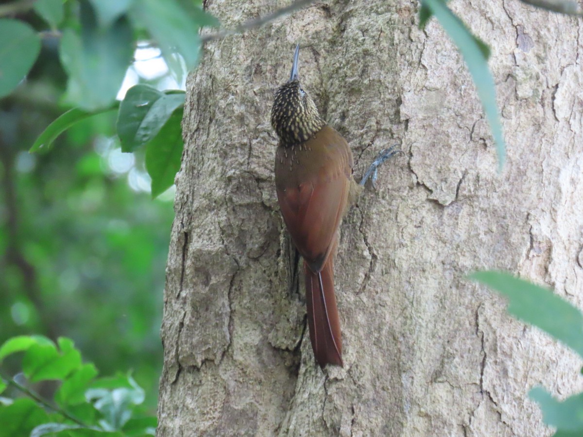 Grimpar cacao - ML644606832