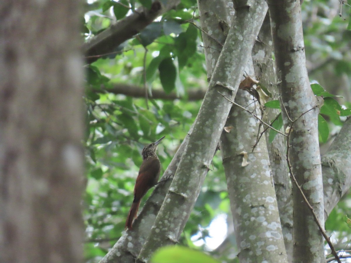 Grimpar cacao - ML644606838