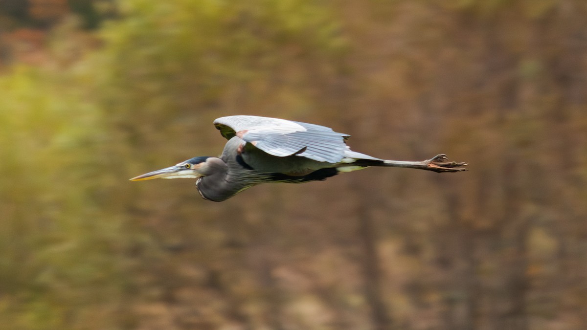 Great Blue Heron - ML644606841