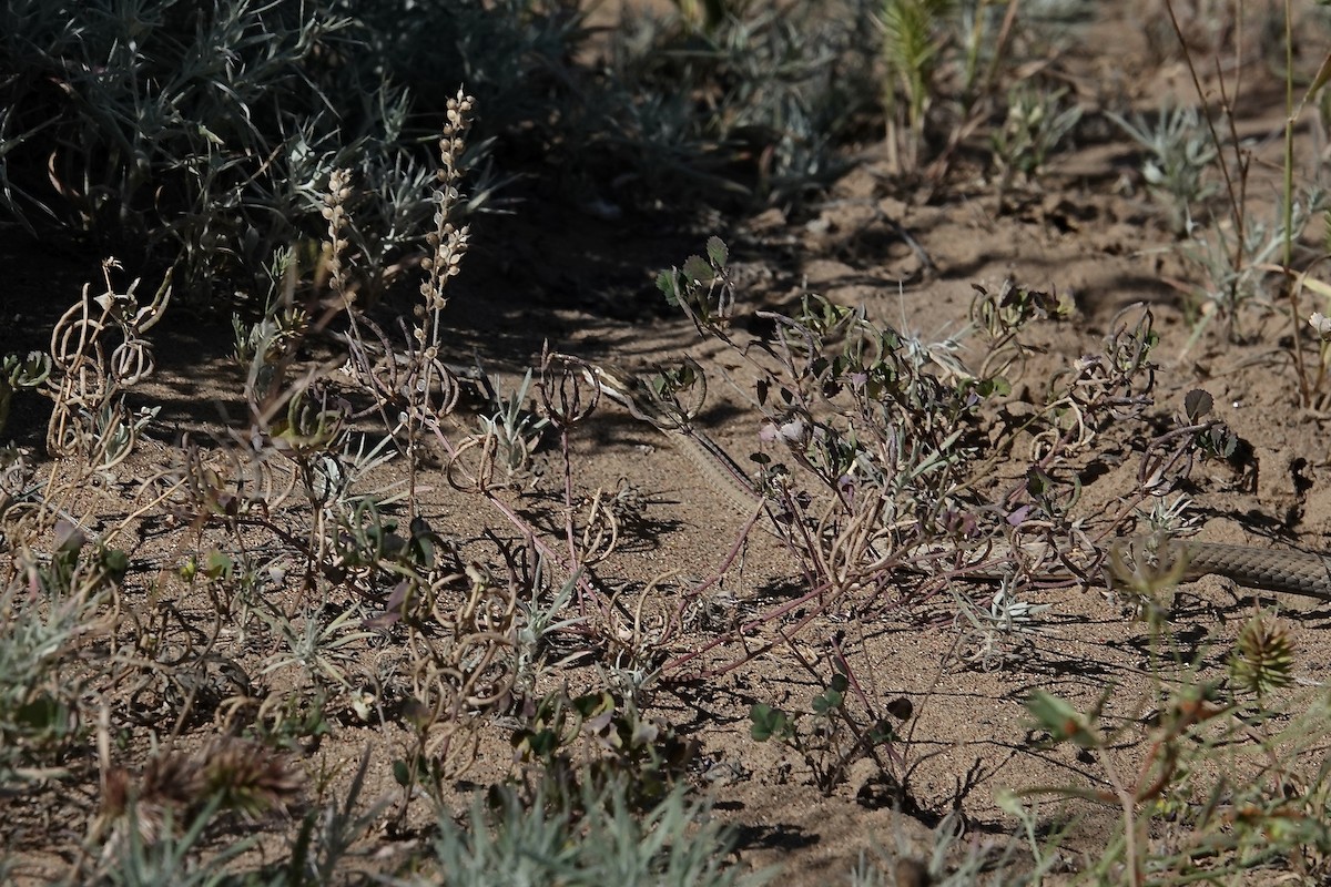 Steppe Ribbon Racer - ML644606842