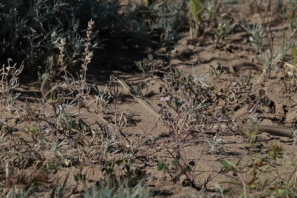 Steppe Ribbon Racer - ML644606845