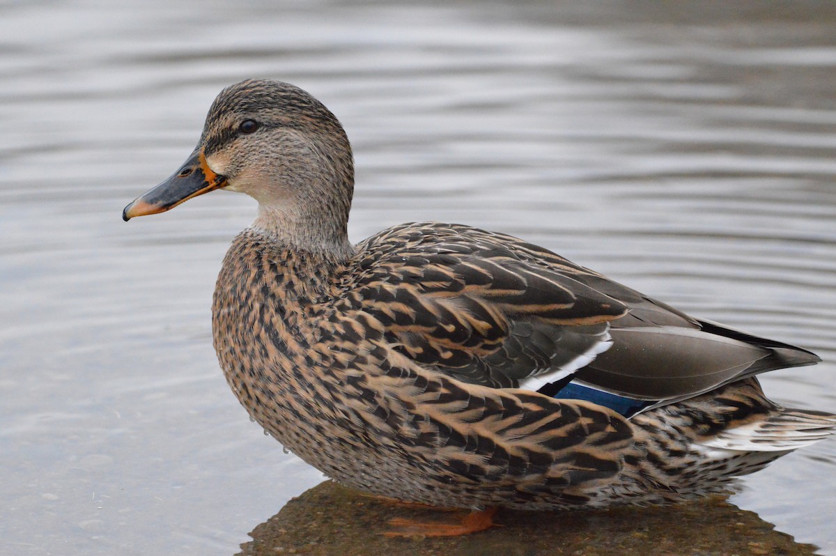 Mallard - ML644606848