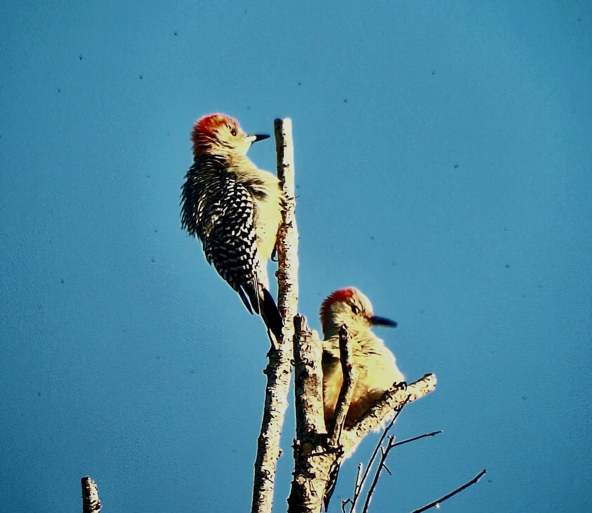Red-bellied Woodpecker - ML644606854