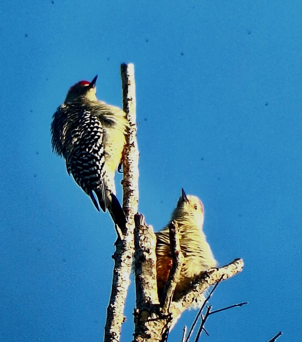 Red-bellied Woodpecker - ML644606855