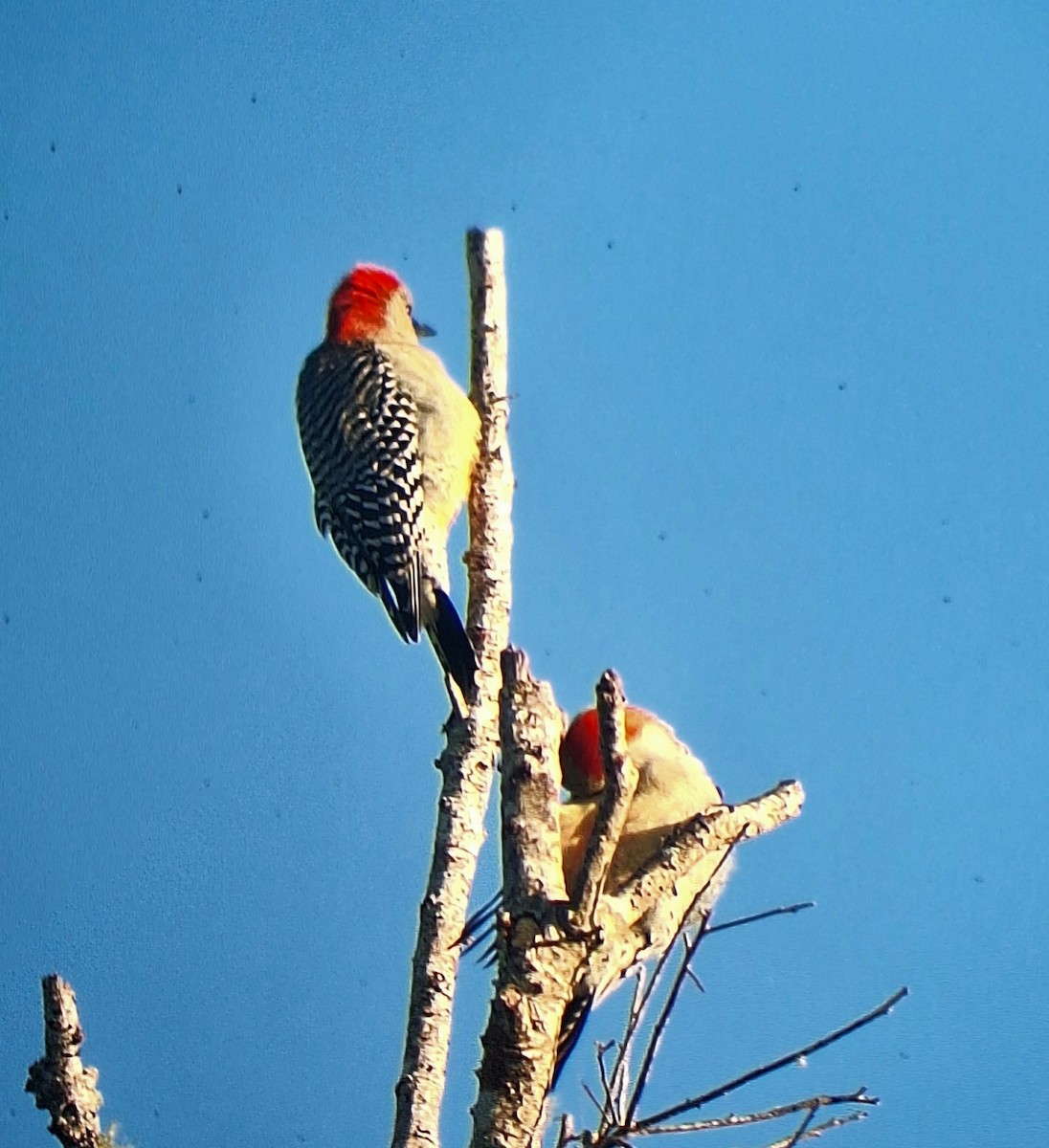 Red-bellied Woodpecker - ML644606856