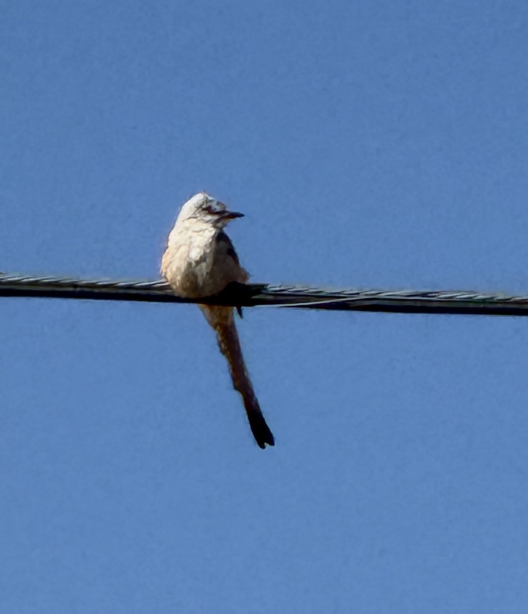 Scissor-tailed Flycatcher - ML644606866