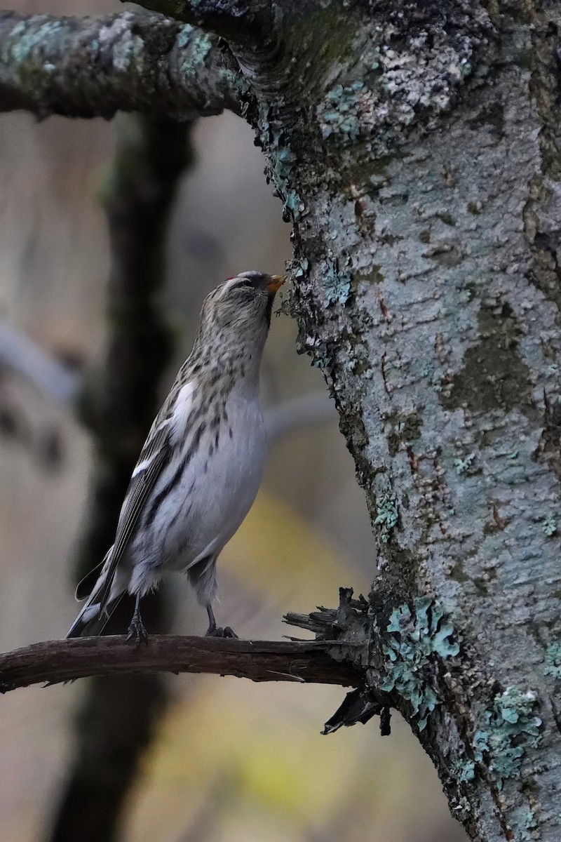 Redpoll - ML644606868