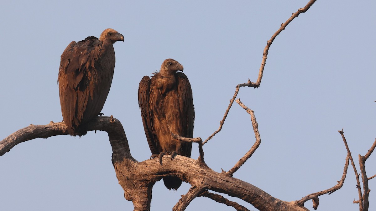 Buitre Dorsiblanco Africano - ML644606869