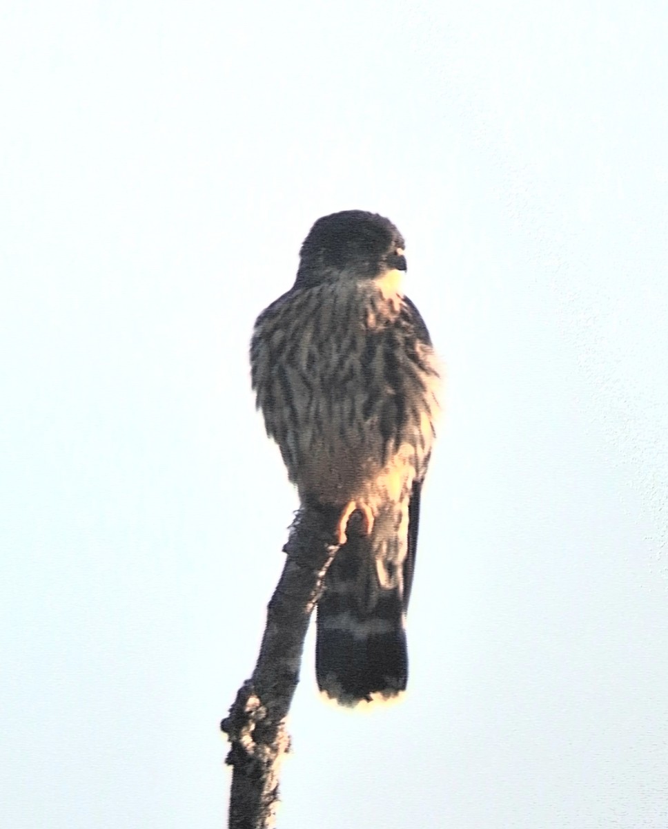 灰背隼 - ML644606872