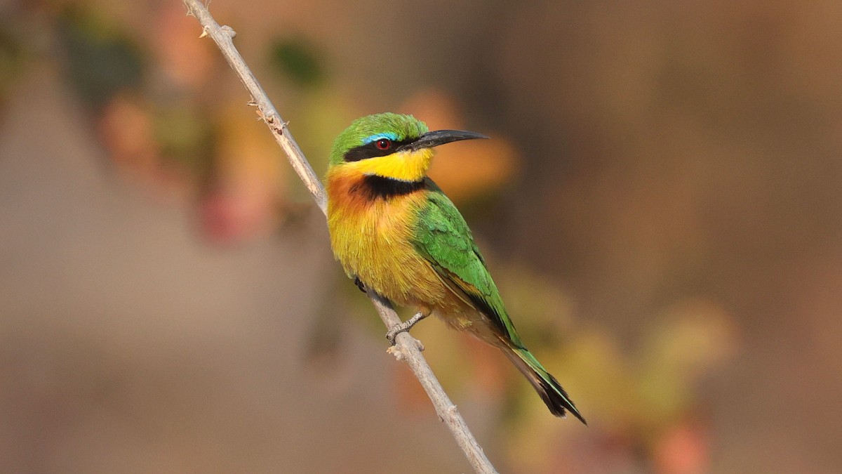 Little Bee-eater - ML644606875