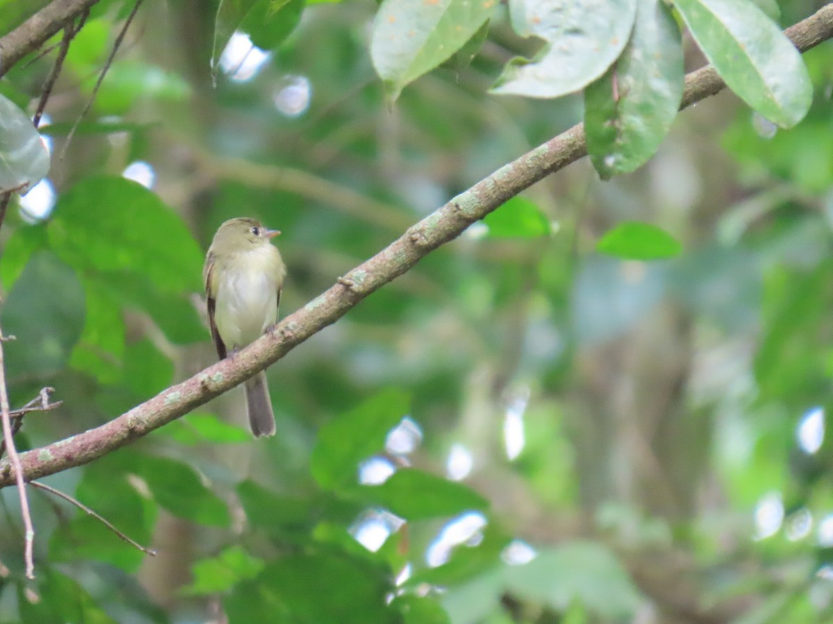 Піві-малюк оливковий - ML644606879