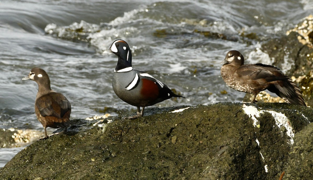 Harlequin Duck - ML644606883