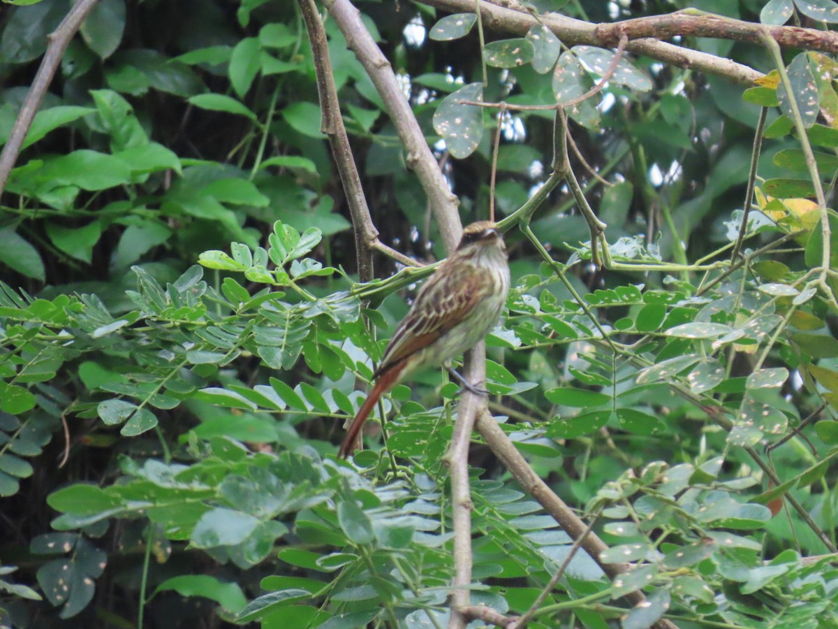 Streaked Flycatcher - ML644606886