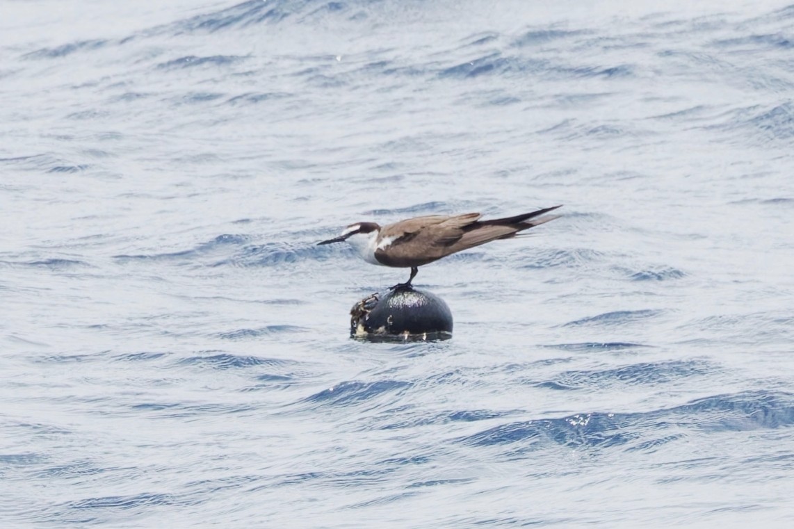 マミジロアジサシ - ML644606887