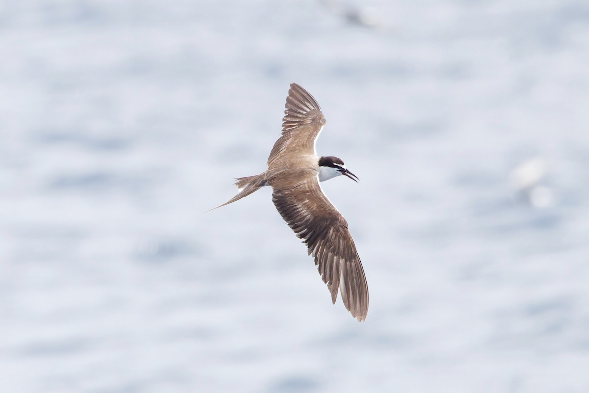 マミジロアジサシ - ML644606889