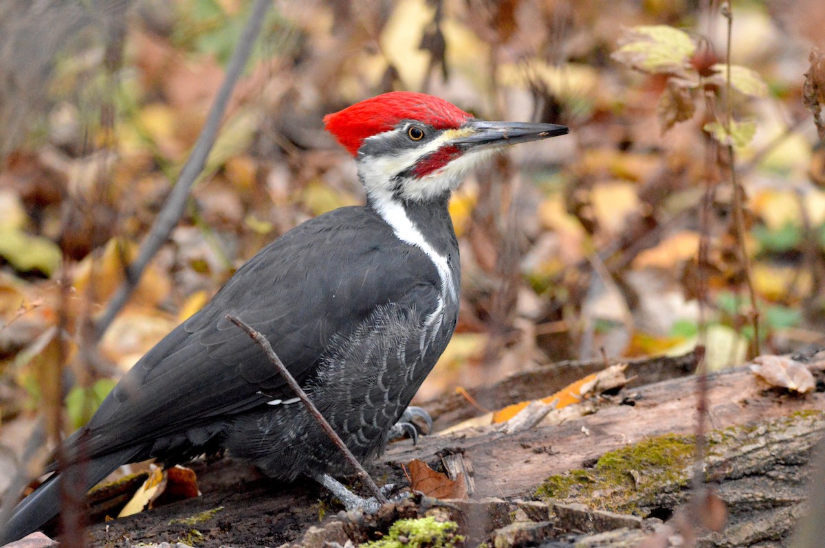 Pileated Woodpecker - ML644606892