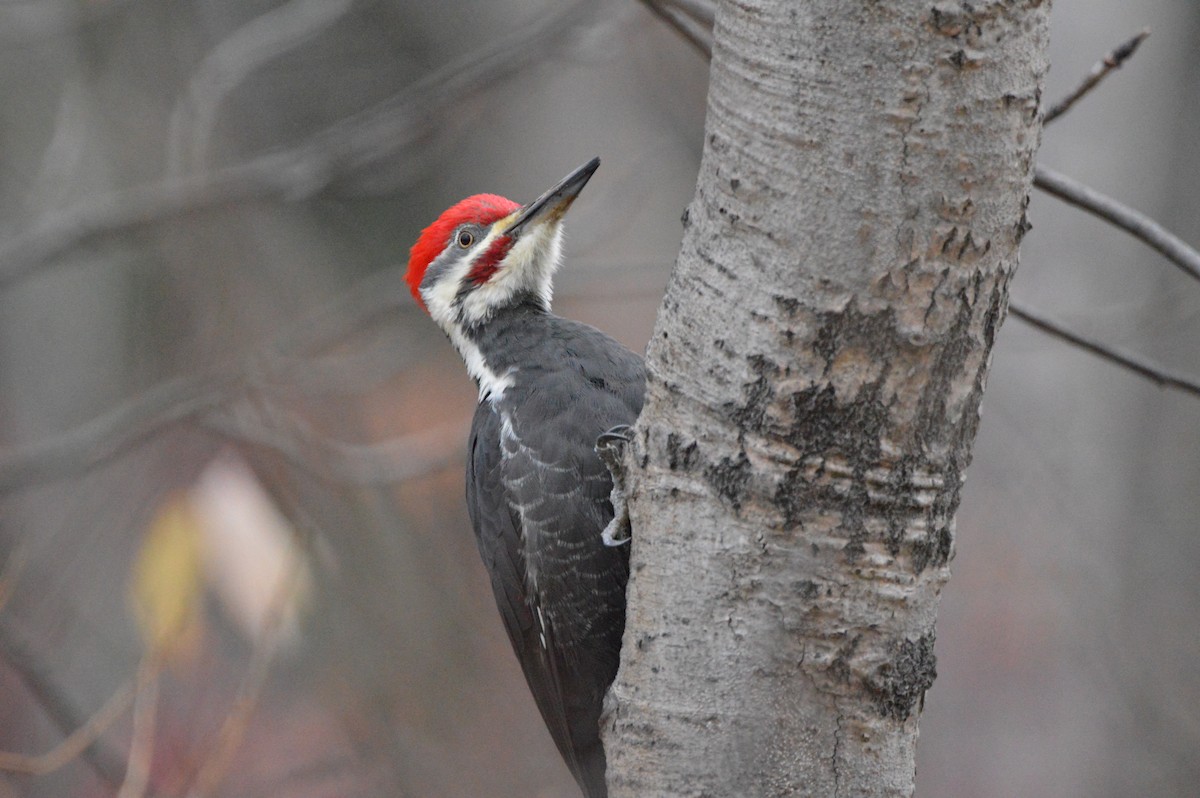 Pileated Woodpecker - ML644606894