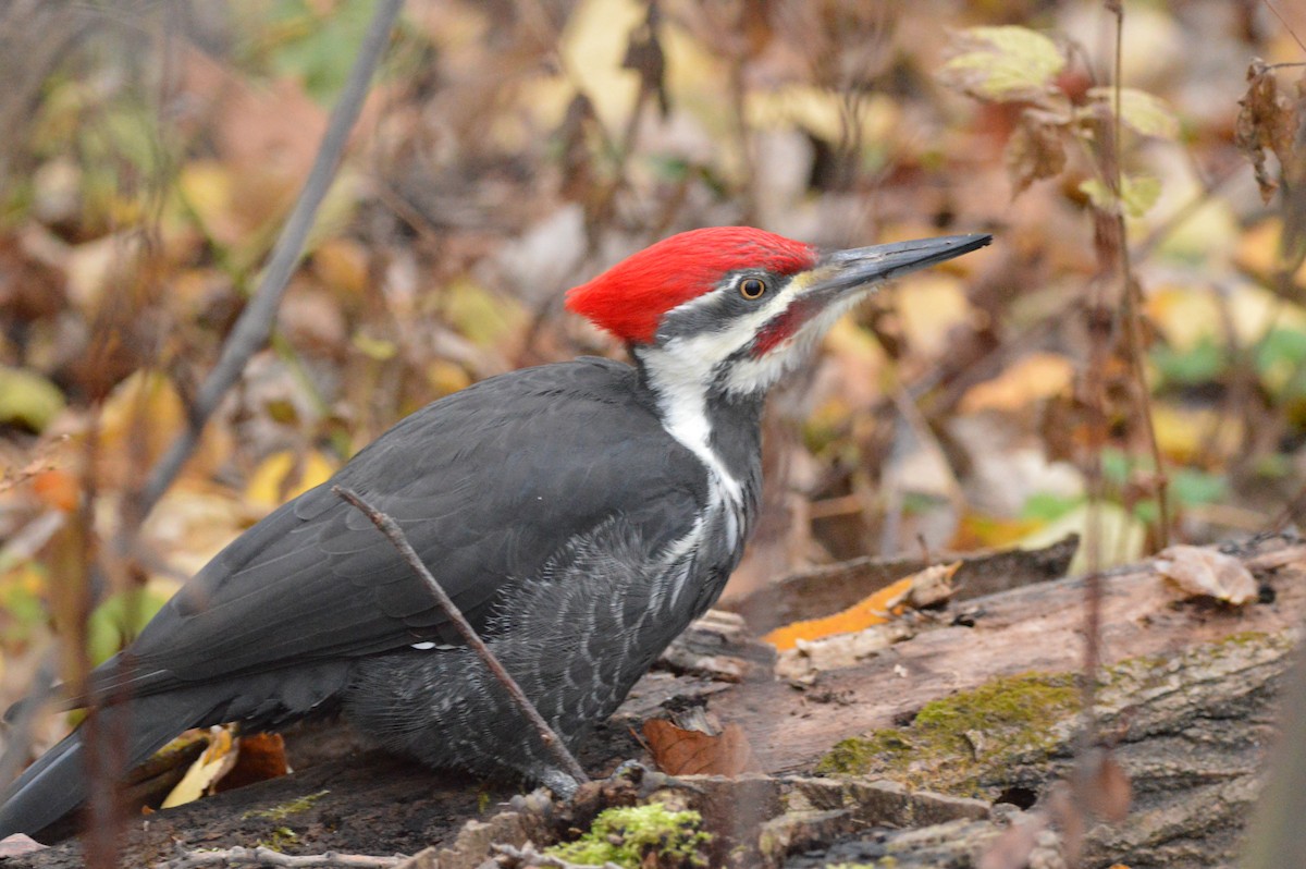 Pileated Woodpecker - ML644606895