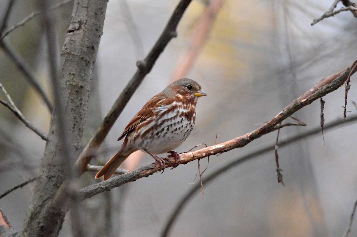 Fox Sparrow - ML644606916