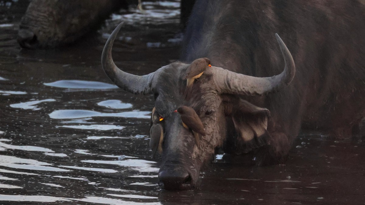 rødnebboksehakker - ML644606917