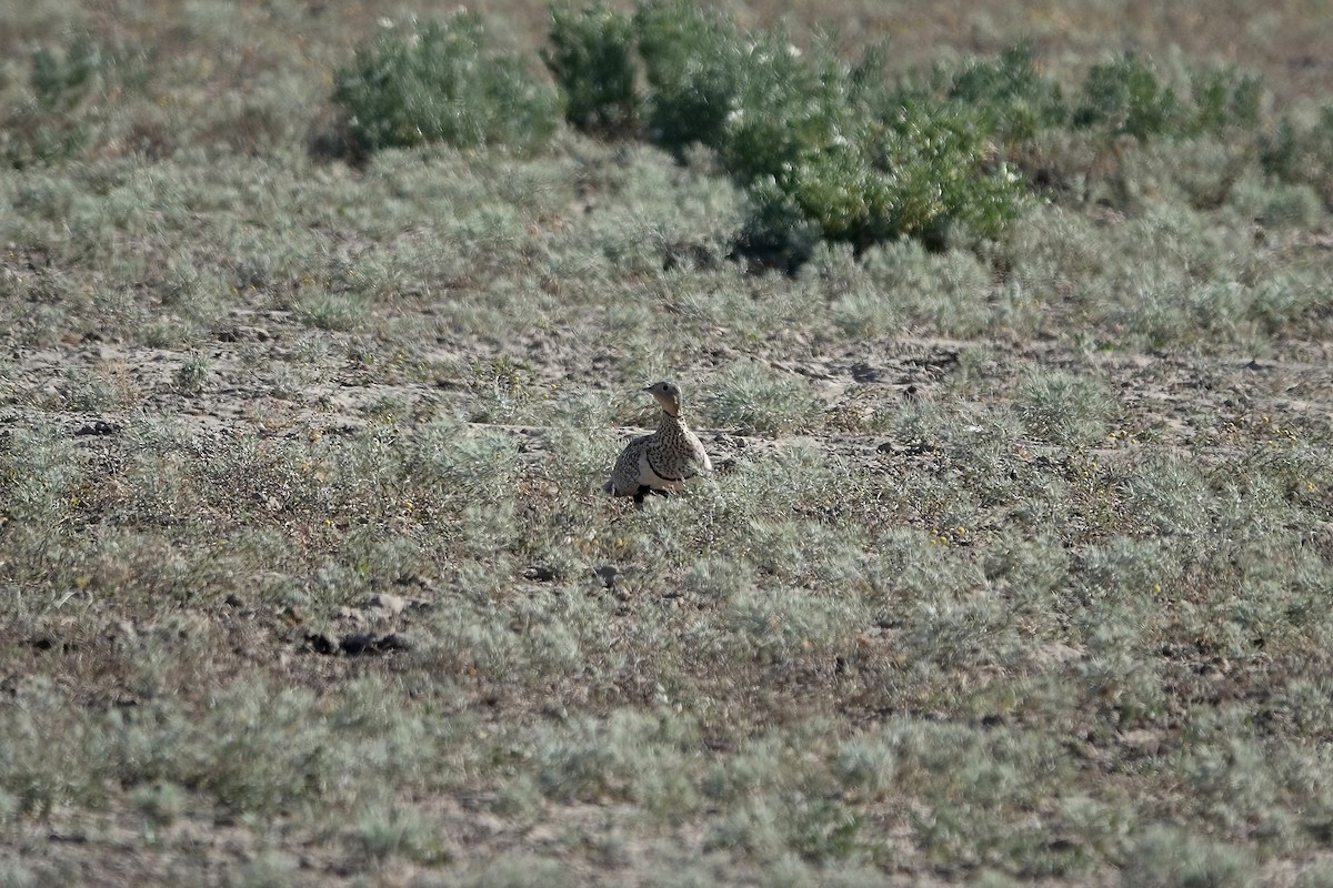 Sandflughuhn - ML644606919