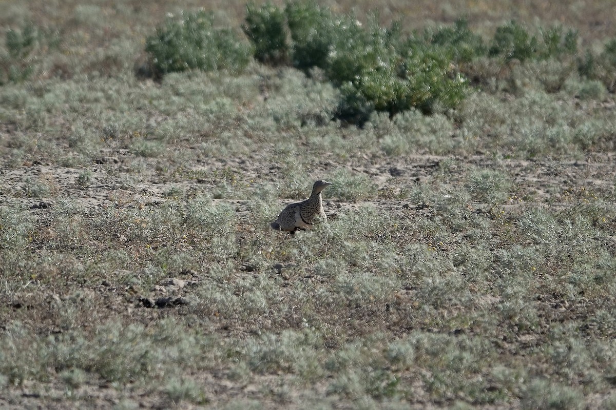 Sandflughuhn - ML644606921