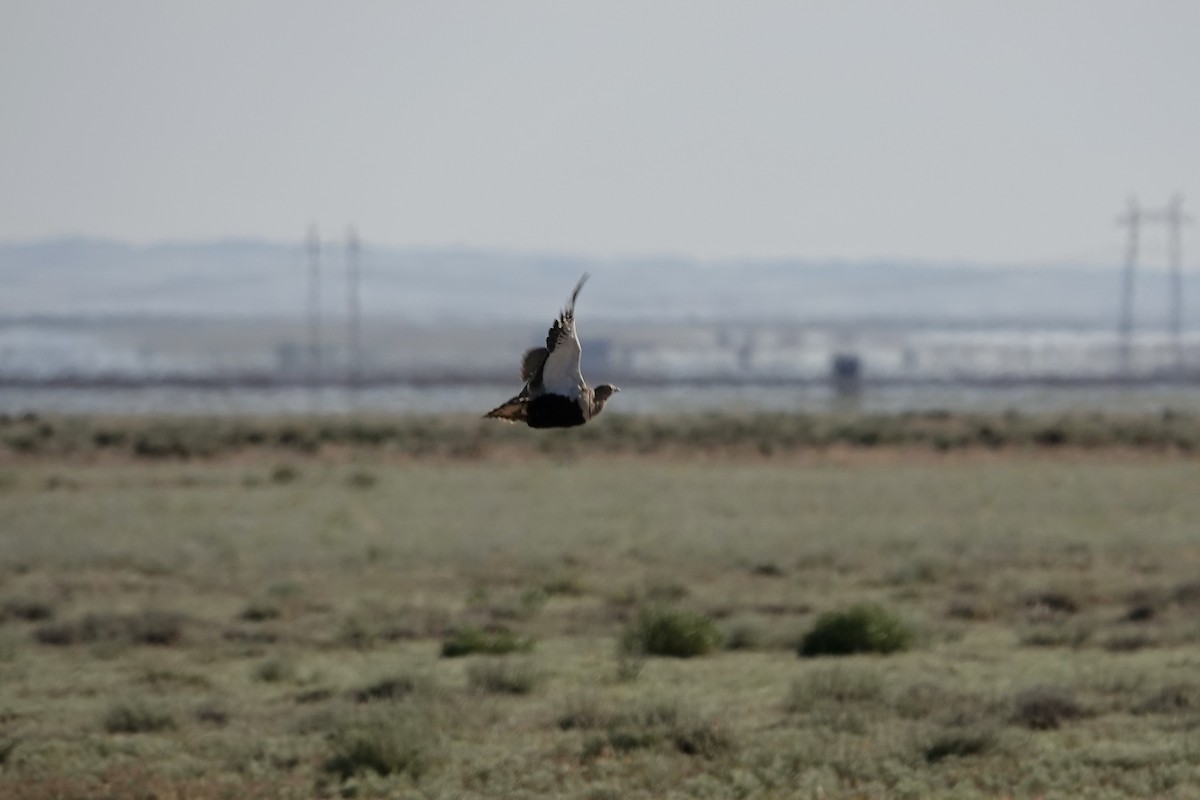 Sandflughuhn - ML644606923