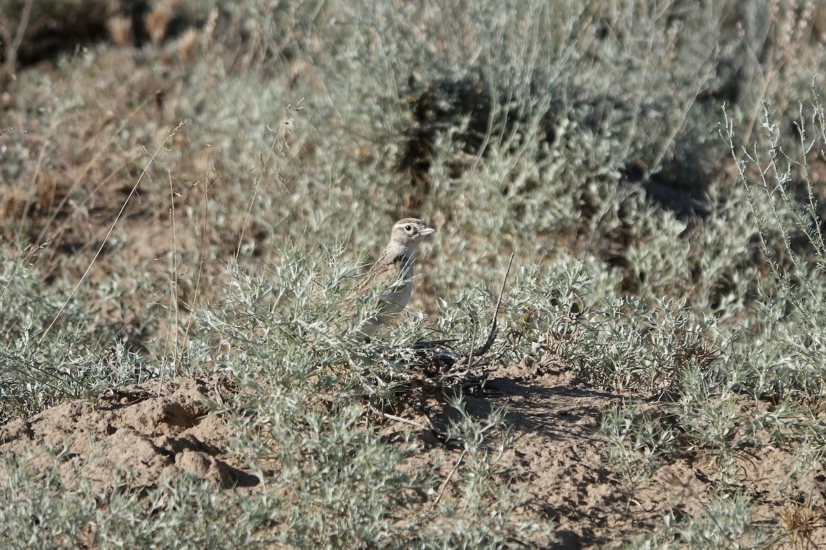 Greater Short-toed Lark - ML644606934