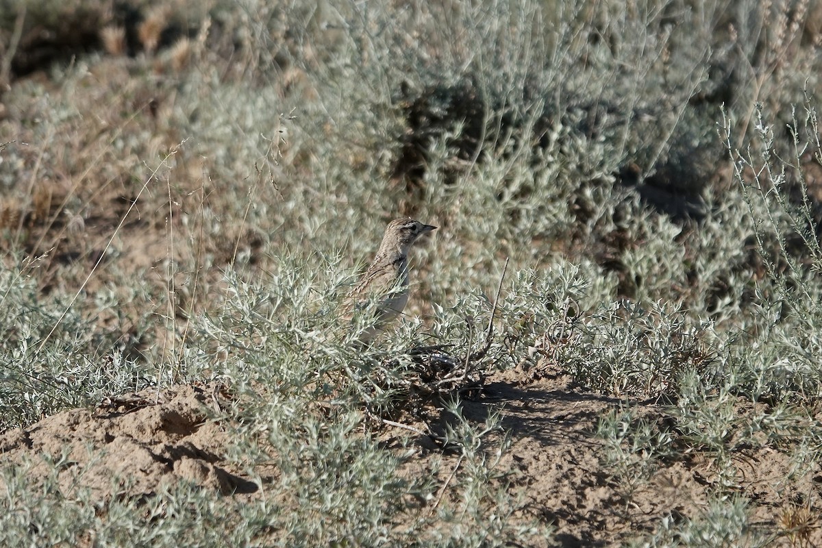 Greater Short-toed Lark - ML644606936