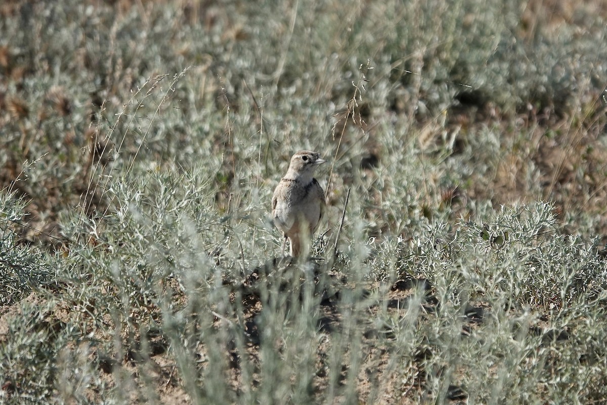 Greater Short-toed Lark - ML644606938