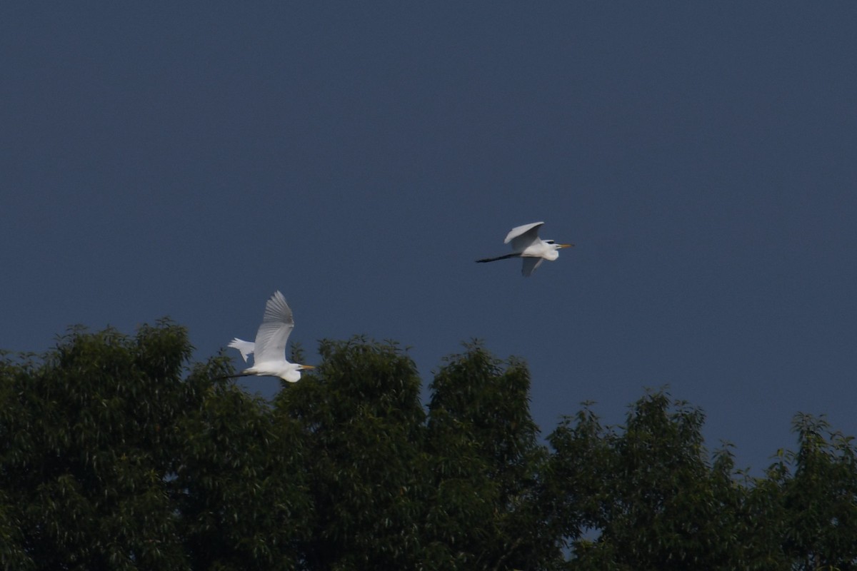 Great Egret - ML644606939
